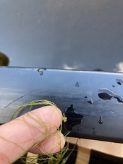 Potamogeton bicupulatus