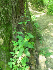 Solidago flexicaulis
