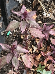 Amaranthus cruentus