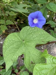 Ipomoea hederacea
