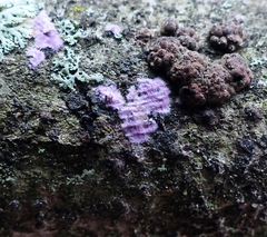 Punctularia atropurpurascens