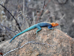 Agama lionotus