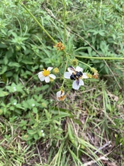 Megachile xylocopoides