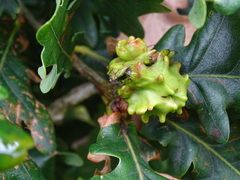 Andricus quercuscalicis