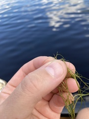 Potamogeton bicupulatus
