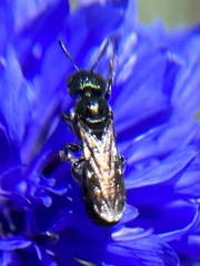 Ceratina