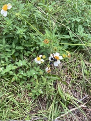 Megachile xylocopoides