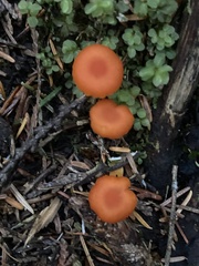 Hygrocybe