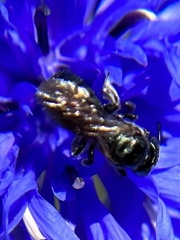 Ceratina