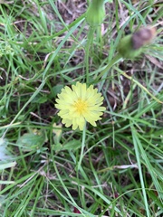 Pyrrhopappus carolinianus