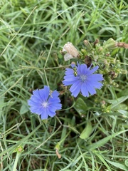 Cichorium intybus