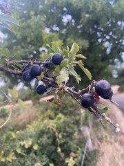 Prunus spinosa