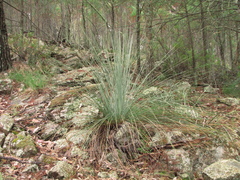 Xanthorrhoea acaulis