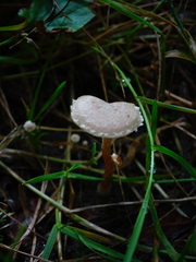 Panaeolus papilionaceus
