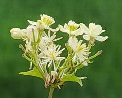 Clematis virginiana