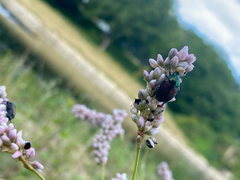 Popillia japonica