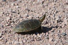 Chrysemys picta bellii