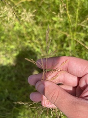 Agrostis gigantea