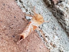 Triodia sylvina