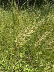 Agrostis gigantea