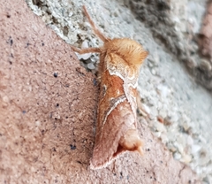 Triodia sylvina