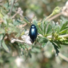 Altica obliterata