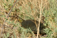 Chrysemys picta bellii
