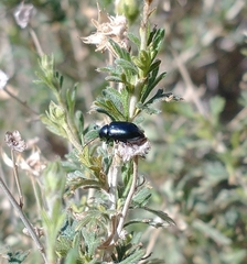 Altica obliterata
