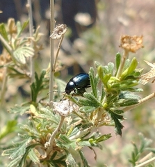 Altica obliterata