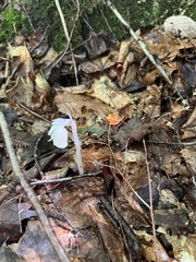Monotropa uniflora