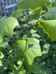 Menispermum canadense