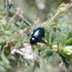 Altica obliterata