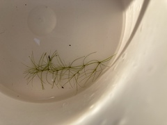 Najas gracillima