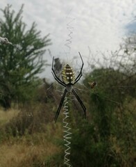 Argiope aurantia