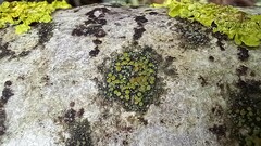 Athallia pyracea