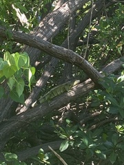 Iguana iguana