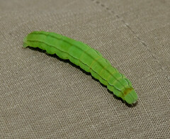 Scoliopteryx libatrix