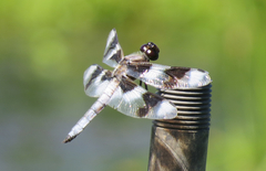 Libellula forensis
