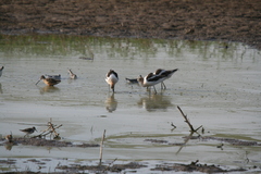 Recurvirostra americana