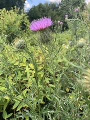 Cirsium