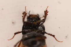 Aphodiinae