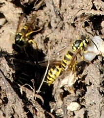 Vespula maculifrons