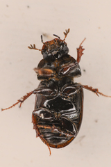 Aphodiinae