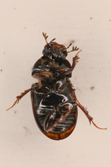 Aphodiinae