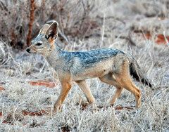 Lupulella mesomelas schmidti