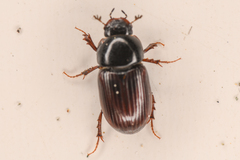 Aphodiinae