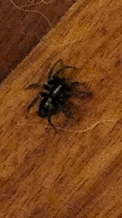 Herpyllus ecclesiasticus