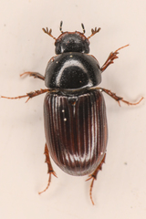 Aphodiinae
