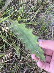 Cirsium horridulum