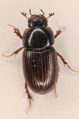 Aphodiinae